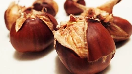 Jedlé kaštany patřily k adventu už za Josefa II.: Nejstarší kaštance v Česku je 250 let