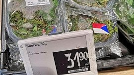 Nádivka místo kaviáru? Kilo kopřiv v českých supermarketech stojí skoro 700 Kč a předčí tak i drahé papriky