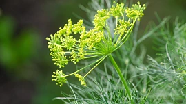Je čas vysévat kopr! Potřebuje lehčí propustnou půdu, na péči není náročný, ale je třeba udržovat správnou vlhkost záhonu