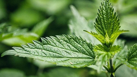 Rajčatům i okurkám dopřejte kopřivovou jíchu: Nejlepší přírodní hnojivo vás nebude stát ani korunu, zabírá bezchybně