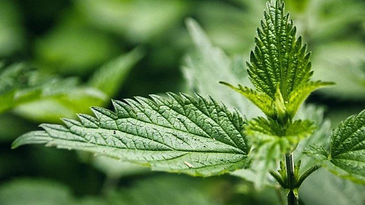 Rajčatům i okurkám dopřejte kopřivovou jíchu: Nejlepší přírodní hnojivo vás nebude stát ani korunu, zabírá bezchybně