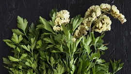 Jedlé květy libečku jako netradiční surovina: Jak chutnají, s čím je kombinovat a proč stojí za vyzkoušení