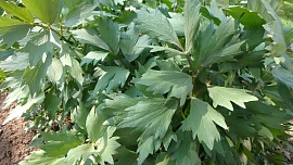 Jak udělat z libečku „maggi“? Kromě svazku aromatické bylinky stačí jen voda, sůl a olej a postup, který zvládne každý