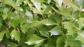 Péče o libeček na jaře není komplikovaná. Zakořeněná rostlina ocení kompost a dostatečnou zálivku