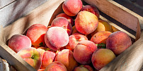 Šťavnaté broskve neboli perská jablka jsou považována za symbol dlouhověkosti. Víte, proč?
