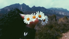 Byliny v kuchyni: Heřmánek platí na rýmu, nespavost i vlasy bez lesku