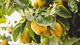 Znáte kdoule? Záhadné trpké ovoce z klášterních zahrad dalo název marmeládě