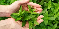 Co dělat, aby máta na záhonku nevytlačovala jiné rostliny? Pomůže správné zastřihování, prospěje to i výraznější vůni