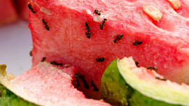 Jak se jednou provždy zbavit mravenců? Přinášíme přehled babských rad, které fungují