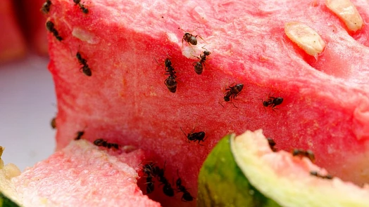 Jak se jednou provždy zbavit mravenců? Přinášíme přehled babských rad, které fungují