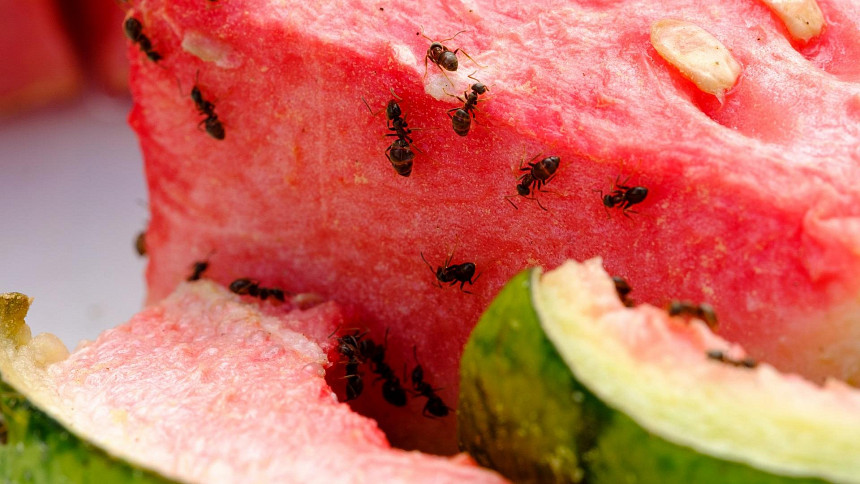 mravenci na melounu