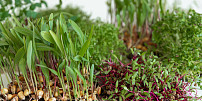 Co jsou microgreens? Malé rostlinky jsou doslova nabité chutí i vitamíny a oceníte je ve spoustě jídel