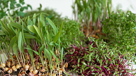 Co jsou microgreens? Malé rostlinky jsou doslova nabité chutí i vitamíny a oceníte je ve spoustě jídel
