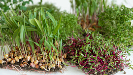 Co jsou microgreens? Malé rostlinky doslova nabité chutí i vitamíny, oceníte je ve spoustě jídel