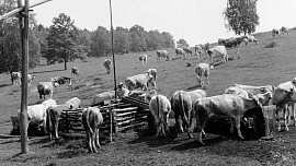 Mléko nahradí maso, psalo se v kuchařkách 50. let. Nechyběly rady na správné dojení a na tvarohový krém dětem místo bonbónů