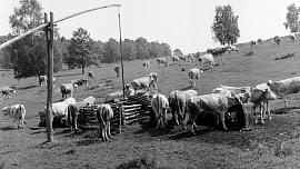 Mléko nahradí maso, psalo se v kuchařkách 50. let. Nechyběly rady na správné dojení a na tvarohový krém dětem místo bonbónů