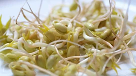 Klíčky po zdraví: Výhonky mungo dochutí mnoho jídel a jsou ideální i jen tak na chroupání