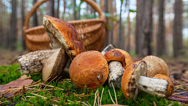 Mýty a fakta: Platí, že se houbová jídla nesmějí ohřívat a zapíjet alkoholem? Odborník vysvětluje, co je pravda