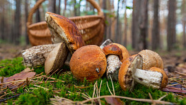 Mýty a fakta: Platí, že se houbová jídla nesmějí ohřívat a zapíjet alkoholem? Odborník vysvětluje, co je pravda