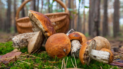 Pozor na záměnu v lese! Poznáte jedlé hřiby a křemenáče od jejich nebezpečných dvojníků?