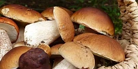 Kvíz: Které houby patří do guláše, omáček a na smažení? Otestujte si, zda znáte jejich správné použití v kuchyni
