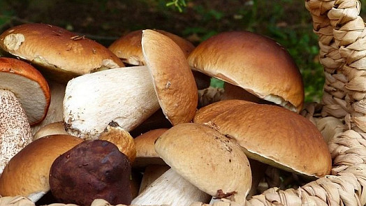 Kvíz: Které houby patří do guláše, omáček a na smažení? Otestujte si, zda znáte jejich správné použití v kuchyni