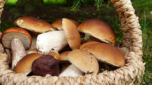 Kvíz: Které houby patří do guláše, omáček a na smažení? Otestujte si, zda znáte jejich správné použití v kuchyni