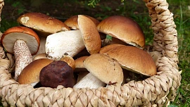 Velká houbová mapa 2022: Víme, kam zajít na bedly, kam na praváky a kde roste kotrč