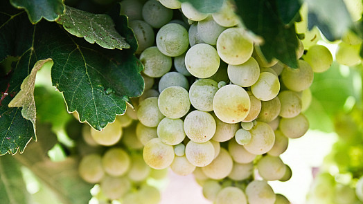Hitem podzimních vinobraní je burčák. Poradíme vám, jak poznat ten kvalitní
