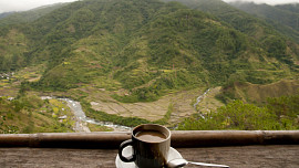 Ochutnejte nejvzácnější kávu světa - cibetkovou Kopi Luwak