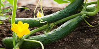 Salátové okurky potřebují dobré hnojení: Pomůže mulč, naopak velké množství hnojiva a špatné dávkování škodí