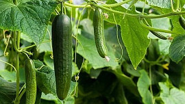 Co přidat do jamky při sázení okurek, aby rostly jako z vody: Pomůže běžný domácí odpad i známá rostlina