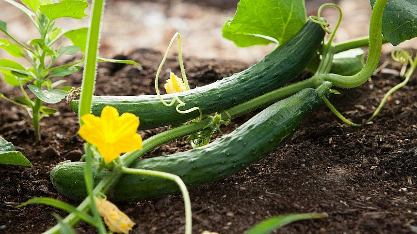 Salátové okurky potřebují dobré hnojení: Pomůže mulč, naopak velké množství hnojiva a špatné dávkování škodí