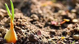 Je čas na sázení cibule ozimé: Jak na to, abyste na jaře sklízeli dokonalou úrodu