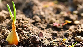 Je čas na sázení cibule ozimé: Jak na to, abyste na jaře sklízeli dokonalou úrodu