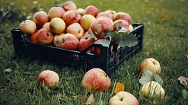 Samosběry jablek 2025: Letos si kilo natrháte nebo nasbíráte již od 8 Kč. Někde je dokonce získáte úplně zadarmo