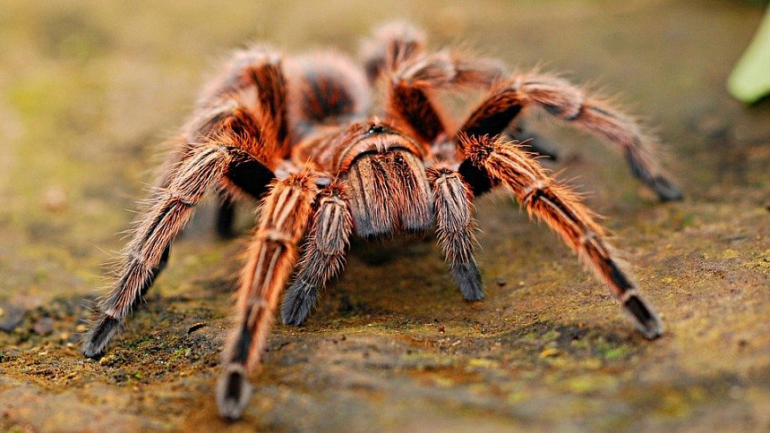 Pochoutka pro odvážné: Čtvrtkilový pavouk opečený jako špekáček dokáže zasytit, jen se odhodlat