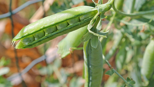 Samosběr hrášku 2023 aneb Poslední šance: Na těchto farmách si natrháte vlastní lusky, 1 kg stojí jen 50 Kč a chuť je k nezaplacení