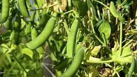 Samosběr hrášku 2025: Nejlevnější mají u Slaného za 50 Kč/kg, trhání je zážitek a hrášek vás překvapí svou svěží chutí