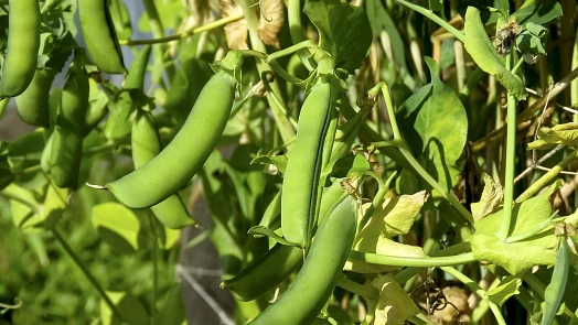 Samosběr hrášku 2025: Nejlevnější mají u Slaného za 50 Kč/kg, trhání je zážitek a hrášek vás překvapí svou svěží chutí