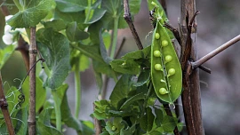 Zelené kulaté zobání ze zahrádky: Hrášky nesmí chybět v žádné zahradě, ale dají se dobře pěstovat i na balkoně