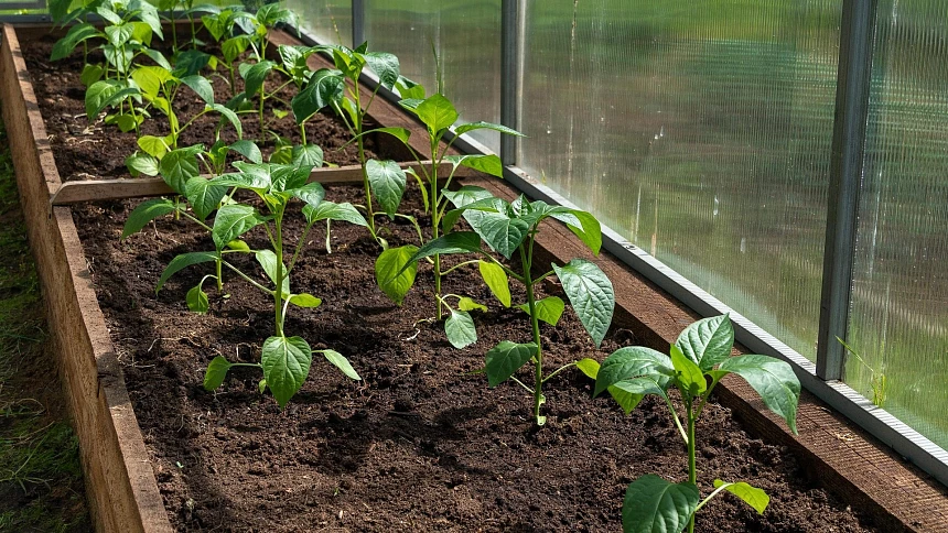 Papriky sázejte ven po „zmrzlých“ nebo je při nižších teplotách obalte. Vyhovuje jim slunečný prostor a vyživená půda