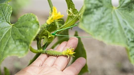Chcete, aby vaše okurky rostly zdravě, bez plísní a zabraly co nejméně místa? Řešením je vertikální pěstování, které zvládne každý