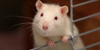 Jedli byste smaženou krysu? Šílenosti na talíři, které jsou v cizích zemích naprostými delikatesami