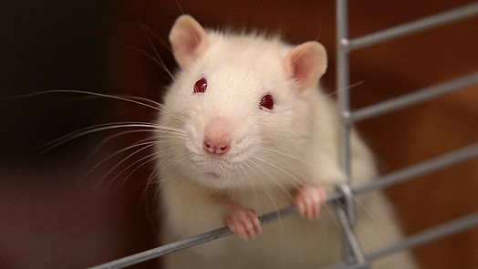 Jedli byste smaženou krysu? Šílenosti na talíři, které jsou v cizích zemích naprostými delikatesami