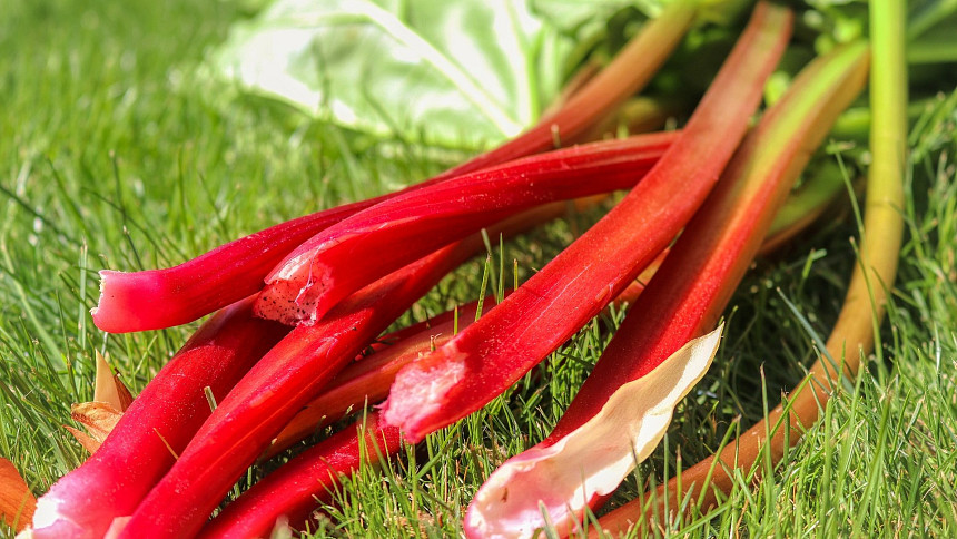 Rebarbora je první jarní zelenina