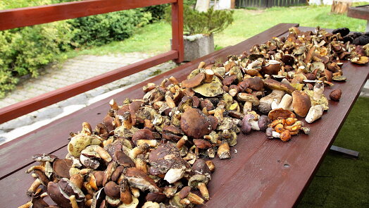 Jak čistit houby bez zbytečných chyb. Správný postup pomůže zachovat jejich chuť i vůni