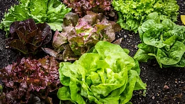Saláty záhon neopustí od jara do podzimu. Když se správně vybere odrůda, přežijí mráz i letní vedro