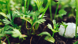 Domácí pěstování: Rychlení zeleniny a bylinek není žádná věda. Dobrou sklizeň zajistí pařeniště i obyčejné PET lahve
