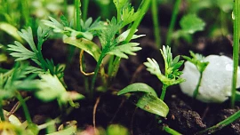 Domácí pěstování: Rychlení zeleniny a bylinek není žádná věda. Dobrou sklizeň zajistí pařeniště i obyčejné PET lahve